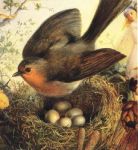 L’uccellino abbandonato