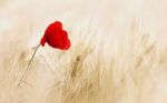 Inquietudine