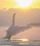 La danza del cigno
