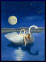 Cigno solitario