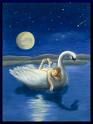 Cigno solitario