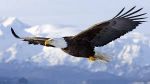 Come aquila in volo