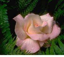 Felicit�
