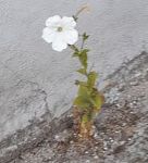 Vita d’una petunia