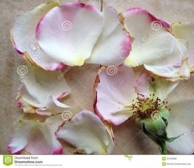 Come l’ultimo petalo di rosa