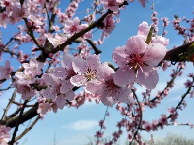 Sorrider� di nuovo primavera