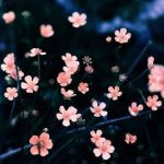 Il respiro della primavera