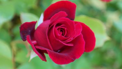 Rosso scalrlatto