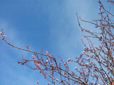 La mia primavera