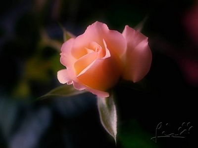 Una Rosa in una Nuvola