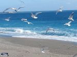 Nell�Apoteosi