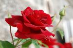 Il canto della rosa