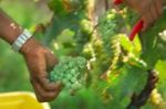 Odor di vendemmia