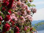 Maggio delle rose