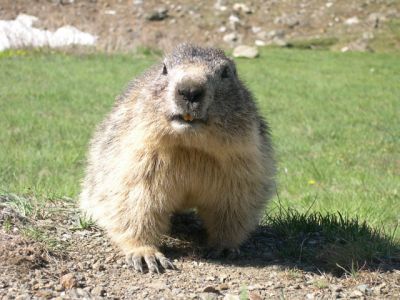 Dove vive la marmotta