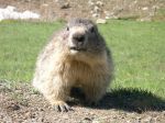 Dove vive la marmotta