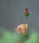 Fantasie per amore