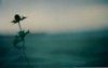 ...fra il papavero e la neve