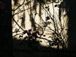 Speranza nell'alba