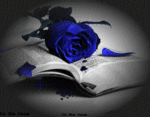 Il libro dell'amore