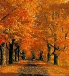 Sinfonia d ‘autunno