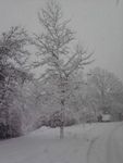 Neve