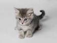 Il gatto