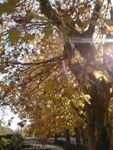 E’ d’autunno