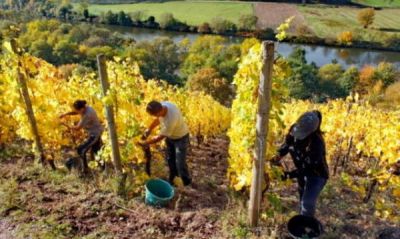 Dall’uva, il vino