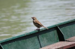 Il passerotto
