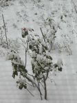 Malinconica neve