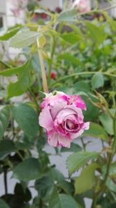 Là dove parlano le rose