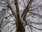 La vita di un albero