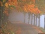 Nella nebbia