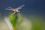 Libellula