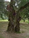 Dalla foglia del mio ulivo