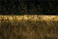 Canne al vento