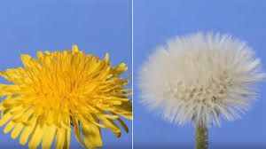 Er Girasole & er Dente de Leone, storia de libbertà!