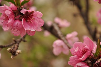Fiori di pesco