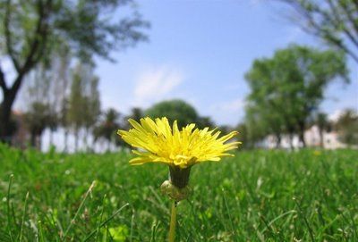 In un gran giardino