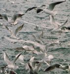 Natura in volo