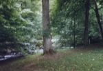 Foresta nera