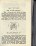 Un dottore del passato