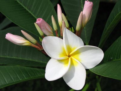 Ruvida culla