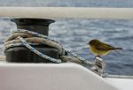 La regata di vela e il clandestino