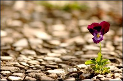 Viole tra i sassi  