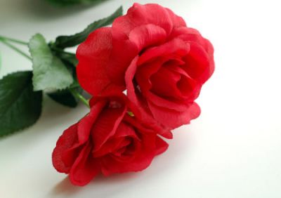 Una rosa nel week-end