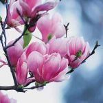 Fiori di citt�