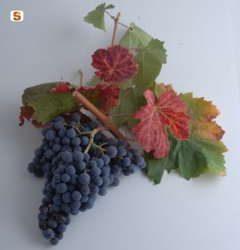 Succo amaro e dolce