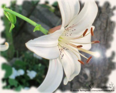 Un amore per sempre